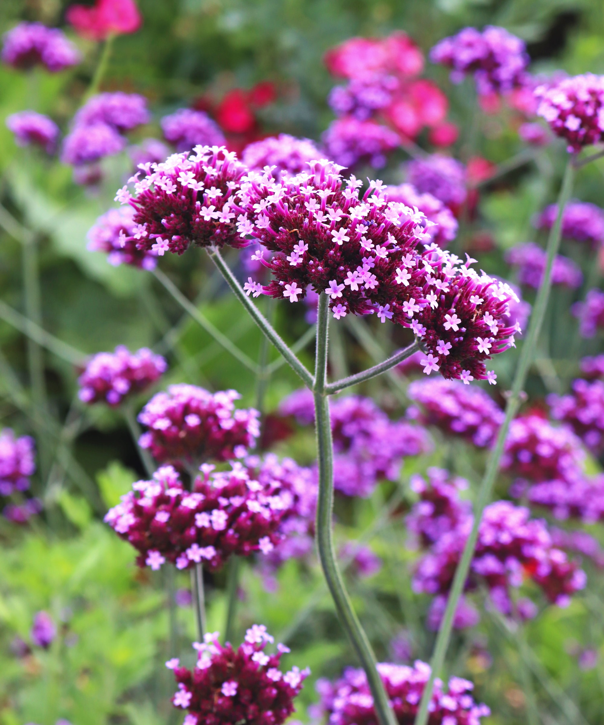 The purple blossoms of a verbena close-up