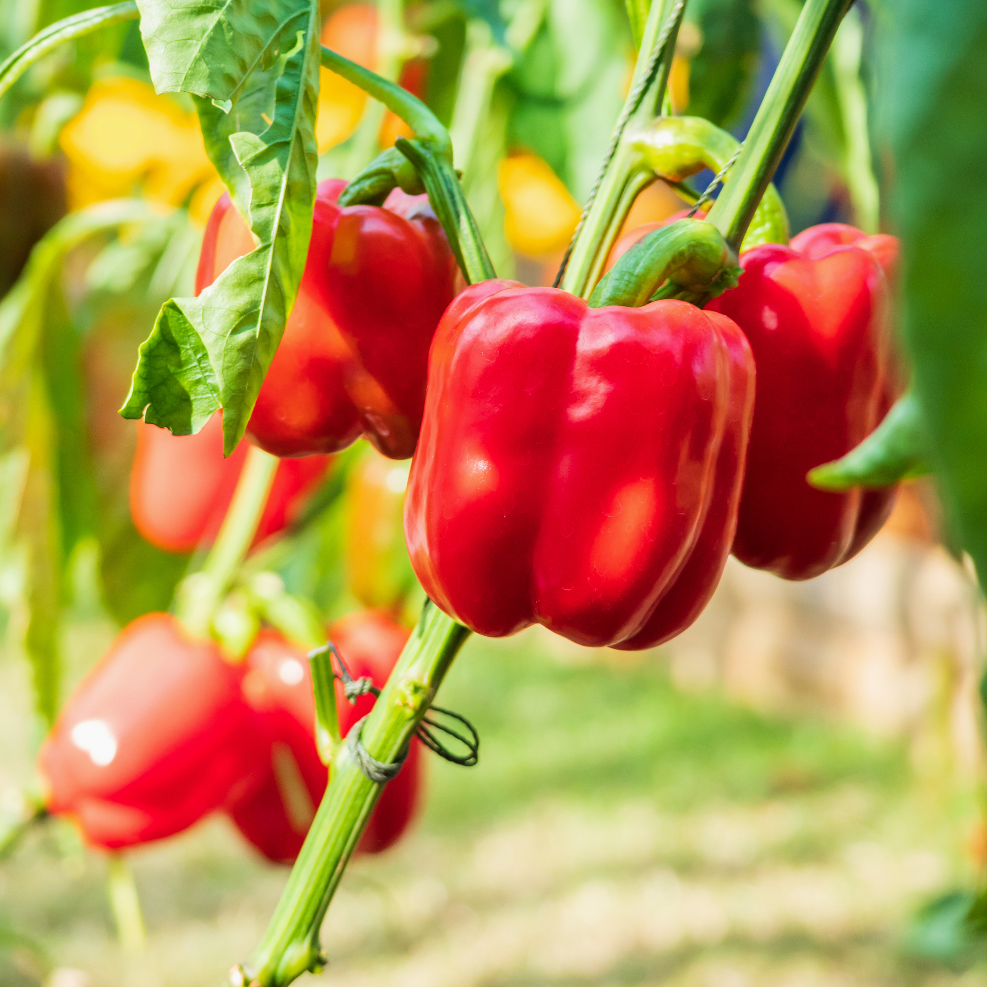 bell peppers on plant in garden 