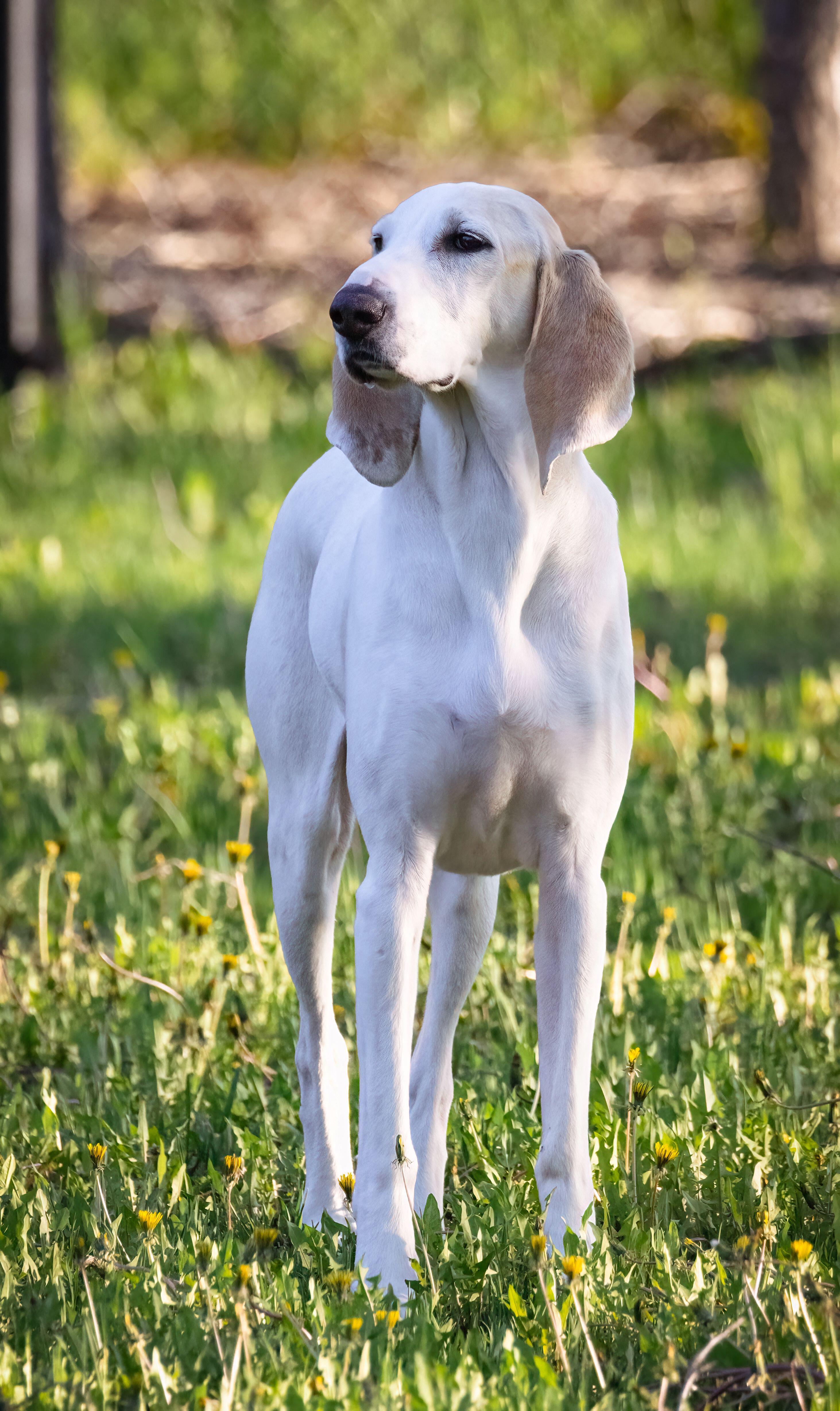 A Billy hound standing in a sunlit meadow, its pale coat and long ears giving it a refined, elegant appearance.