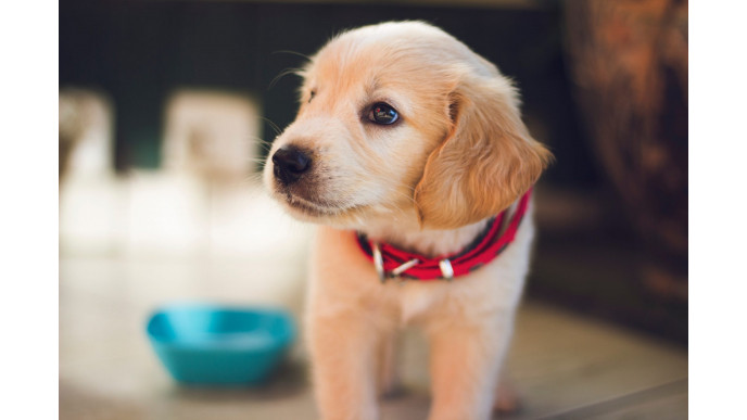 You can go speed dating with dogs this Valentine's Day