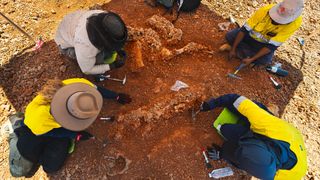 Paleontologists excavate Diprotodon fossils in Western Australia.