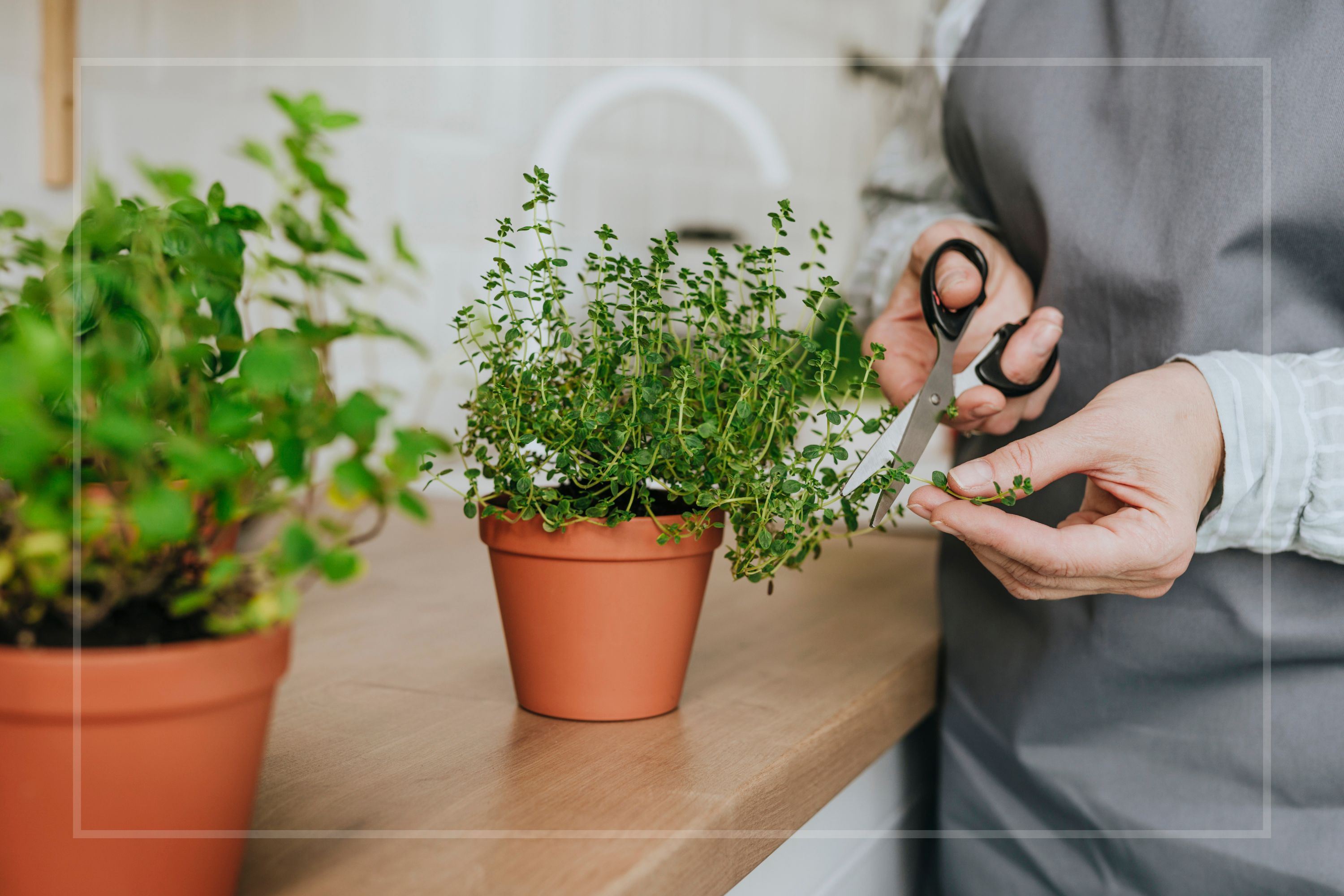 A gardener tending to a thyme plant in a terracotta plant 