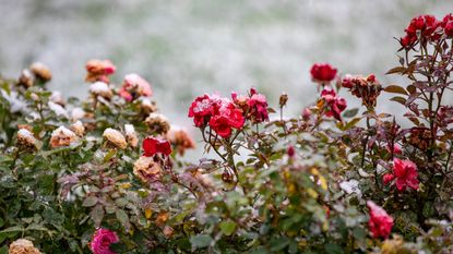Roses covered in winter snow