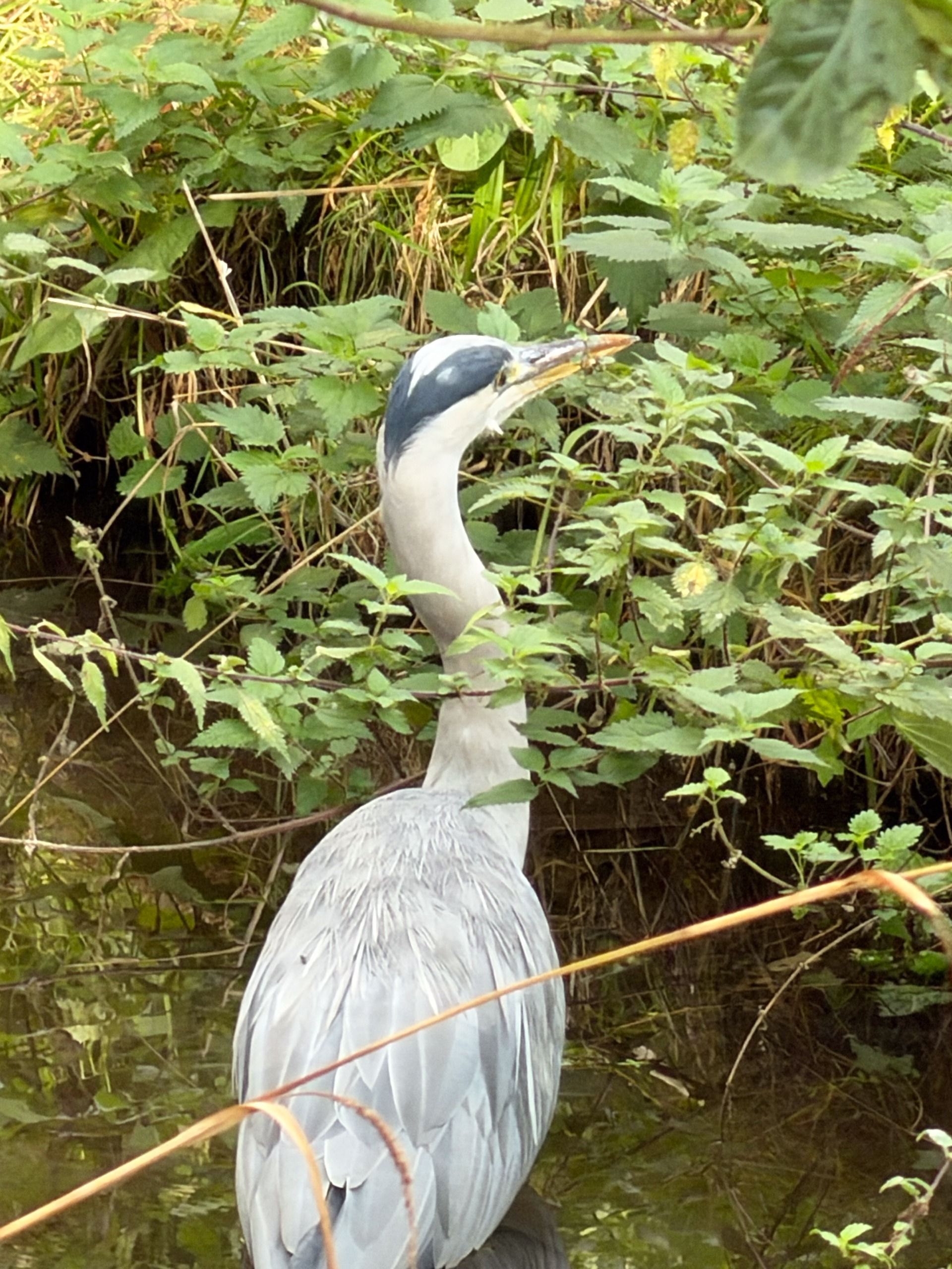 Close-up of a grey heron standing among dense riverside vegetation with its long beak raised.