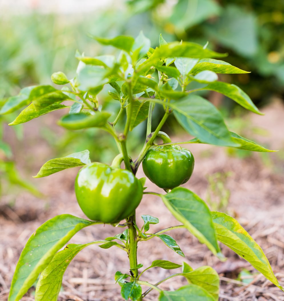 Green Bell Pepper Plant