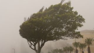 A tree blowing in the wind