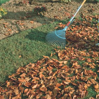 Raking dead leaves on lawn in garden