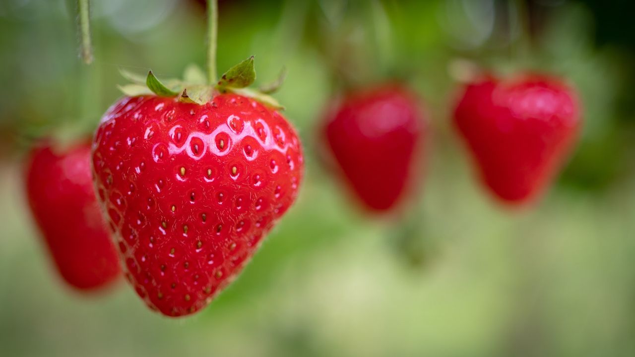 Strawberries hanging on a strawberry plant