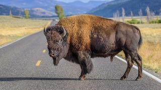 Bison on road