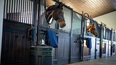 A stabled horse with Haygain steamer