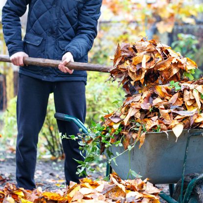 Gardener cleans up leaves to prevent overwintering bugs