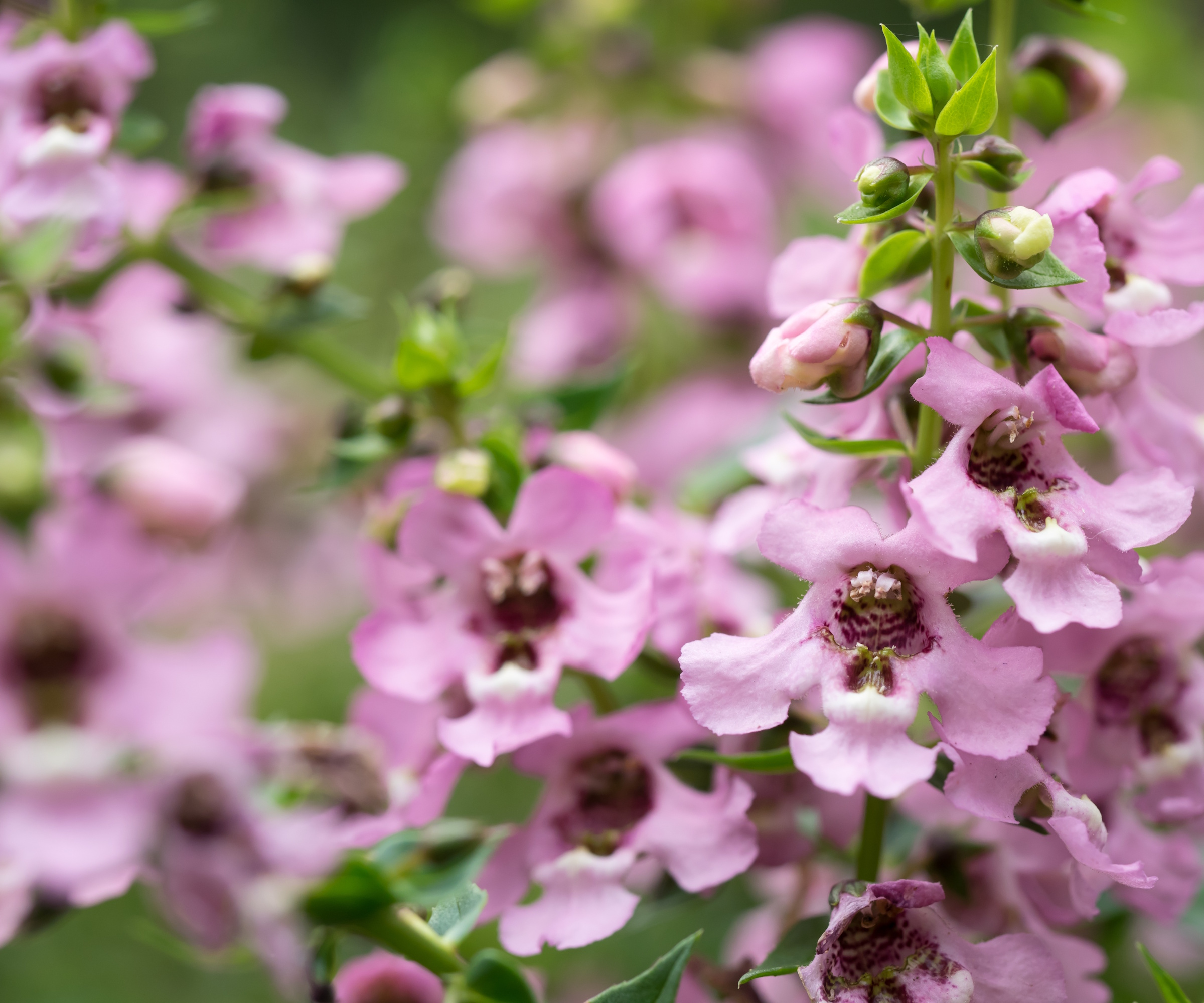 Angelonia Angustifolia