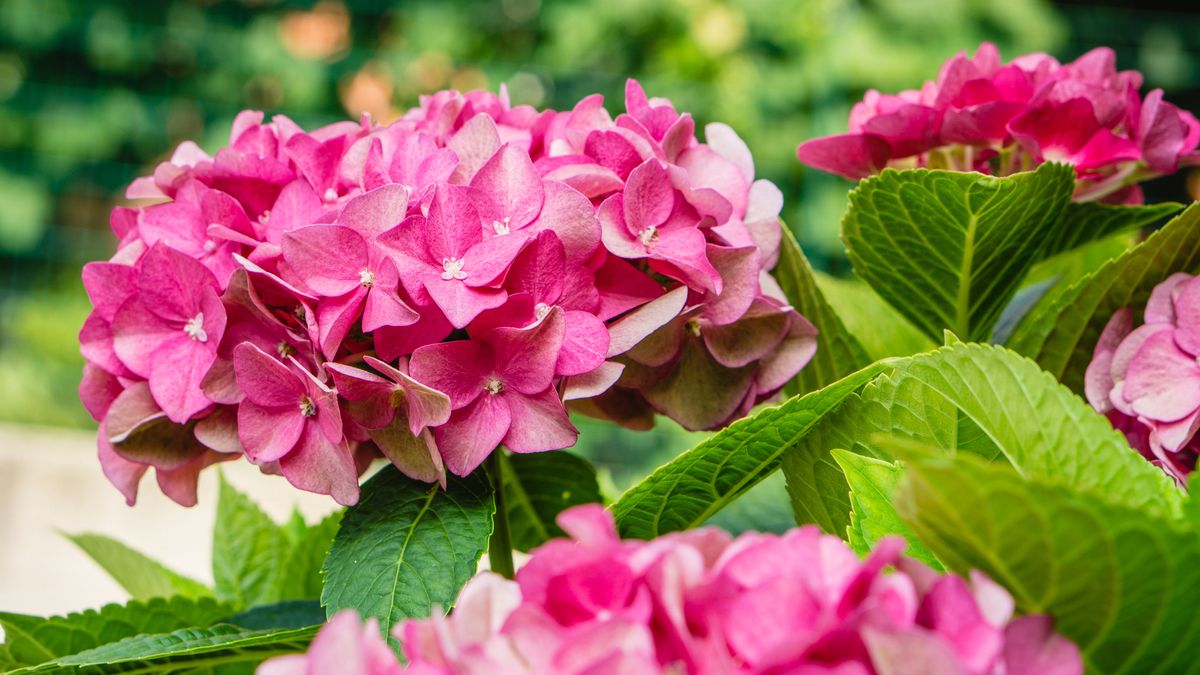 What Hydrangeas Need in August – 7 Key Tasks to Protect Blooms Through Late Summer Heat