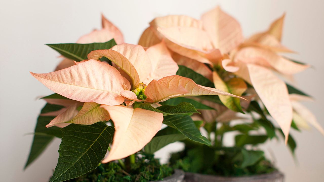 Potted pale pink poinsettia houseplants