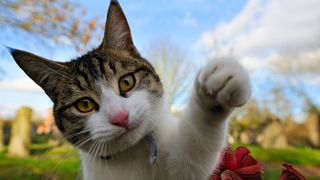 Cat raising its left paw outside