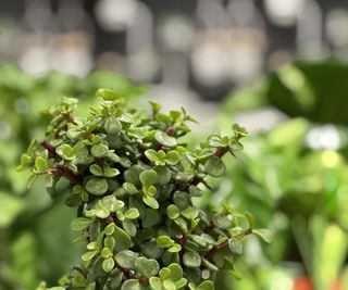 Dwarf jade bonsai tree with green leaves