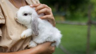 Woman holding rabbit