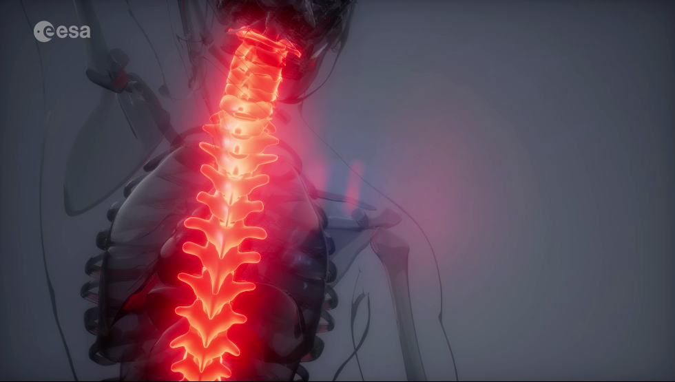 a transparent human with highlighted red spinal column.