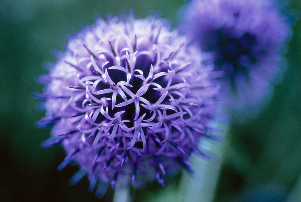 Globe Thistle flower in a garden
