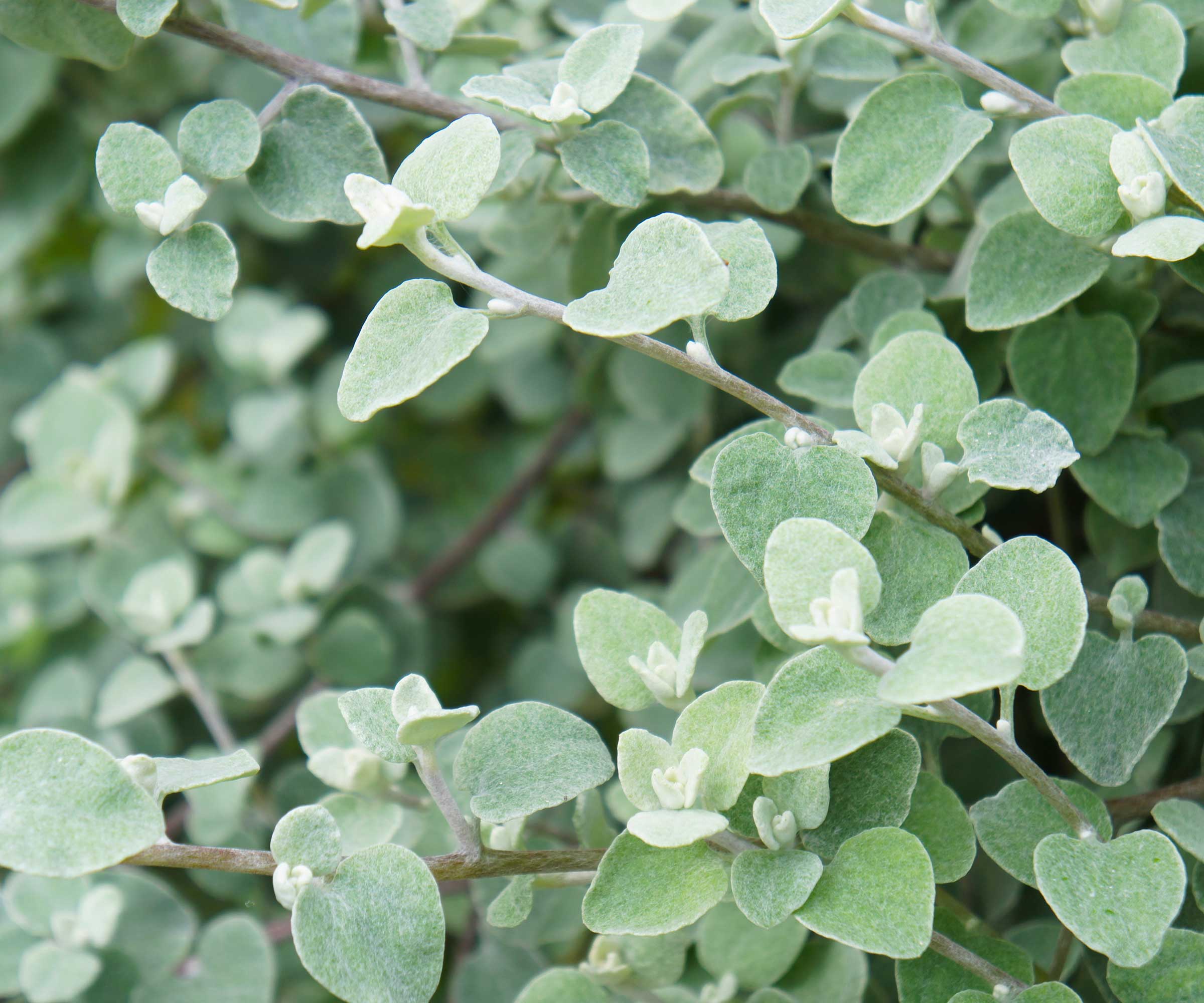 Close-up of leaves of Helichrysum petiolatum or licorice plant