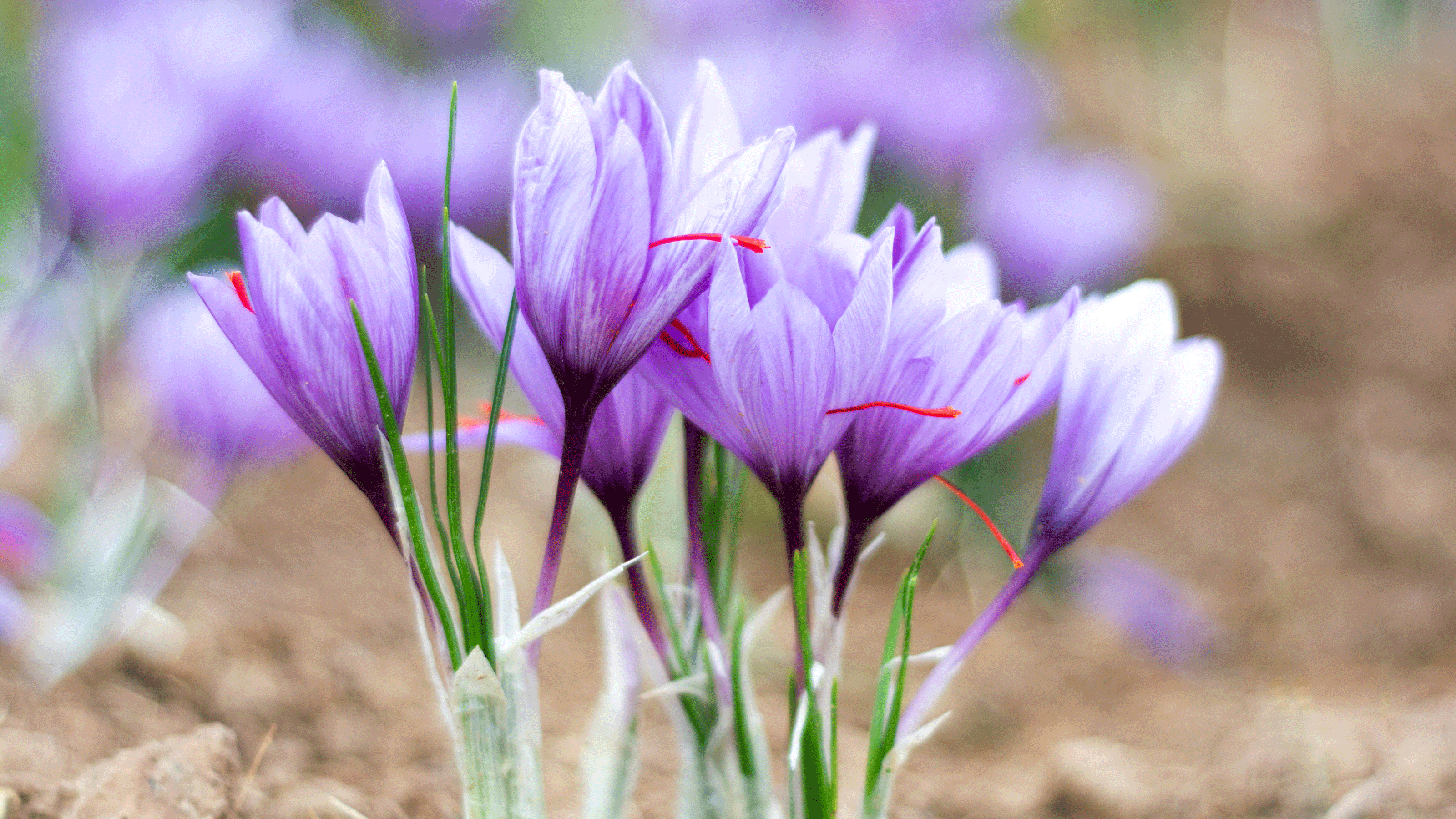 Crocus plant with saffron