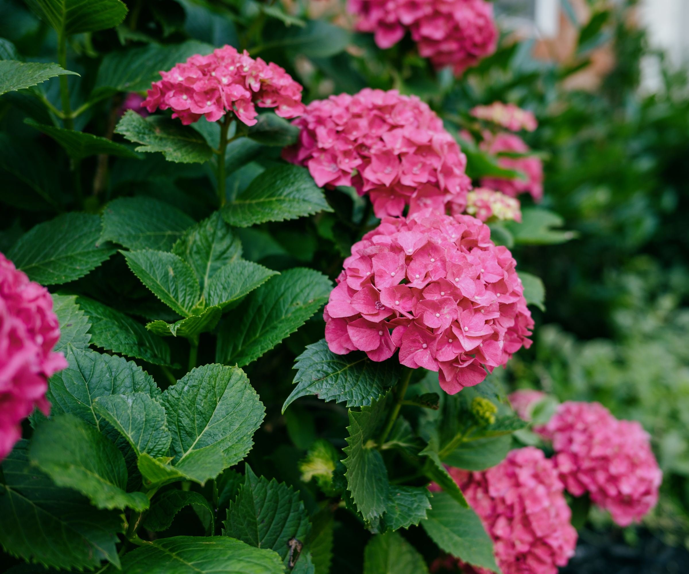 Bright pink hydrangeas