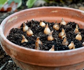 Flower bulbs on top of soil in terracotta pot ready to be planted in the fall or forced in the spring