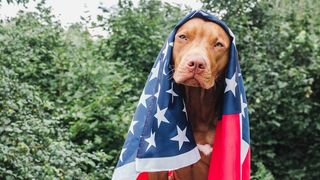 dog safety 4th of July - bull terrier draped in stars and stripes