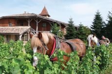 Château Smith Haut Lafitte