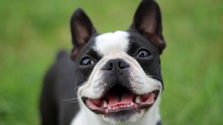 Boston Terrier smiling