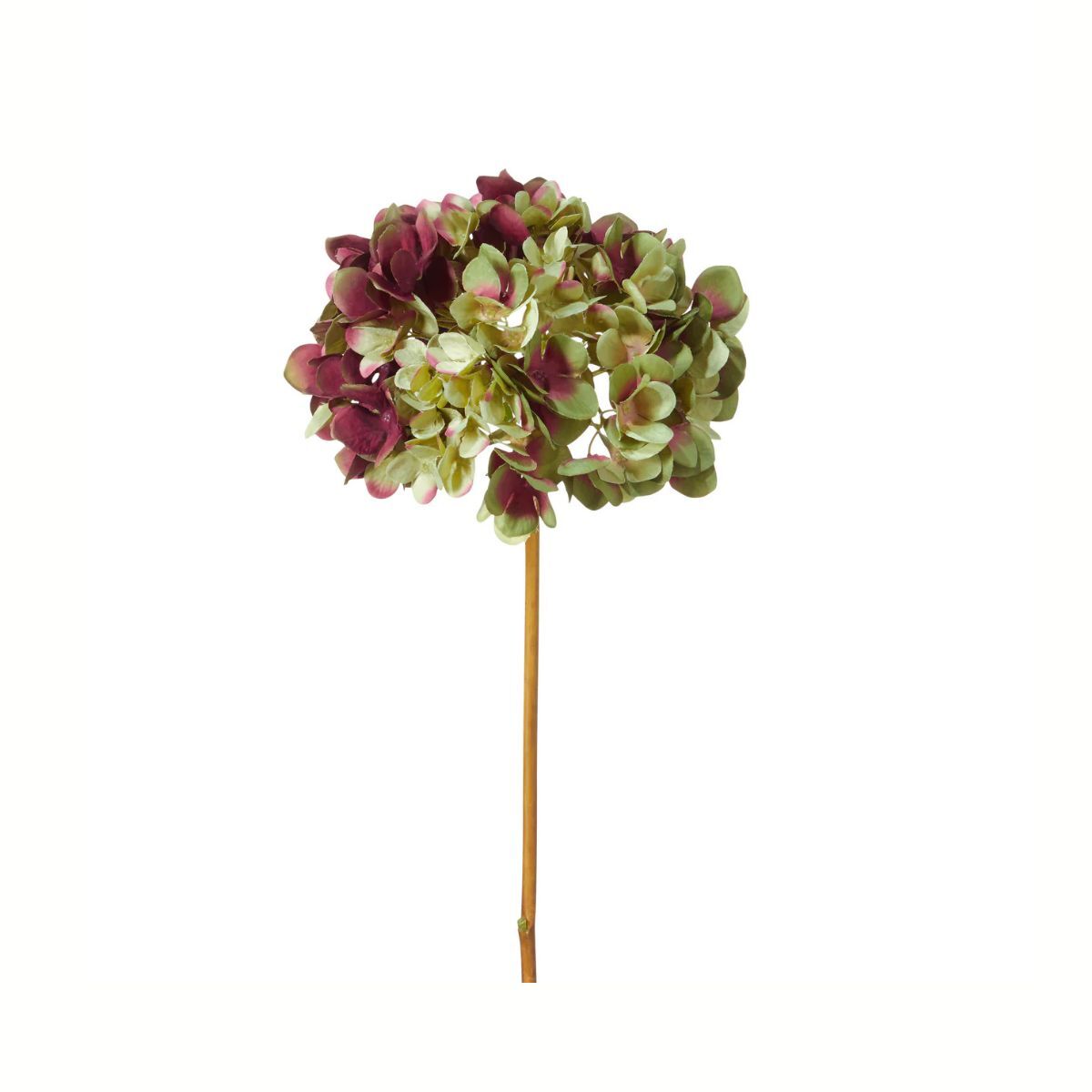 Mophead Hydrangea