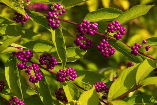 American beautyberry plant