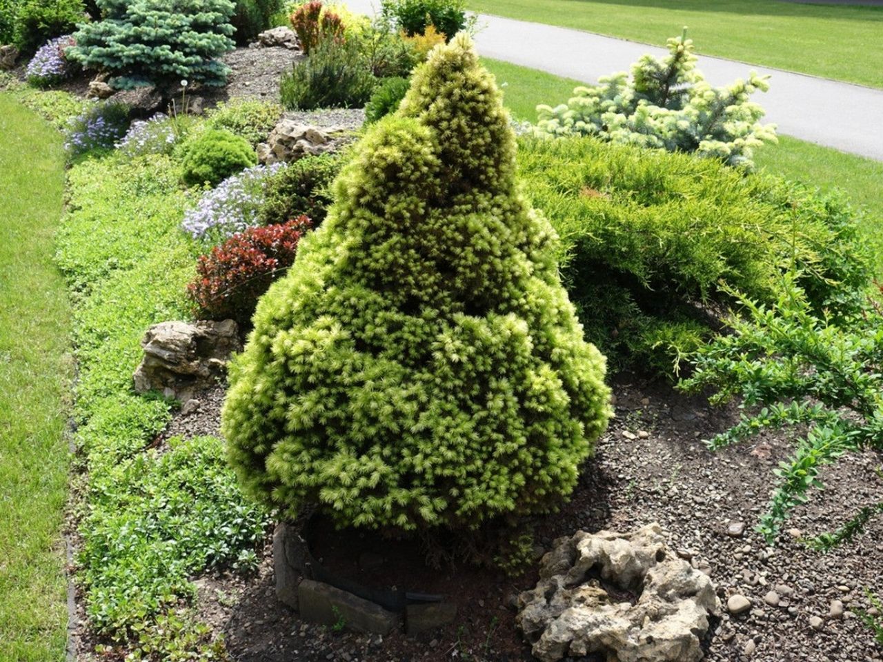 Small Conifer Tree In A Garden