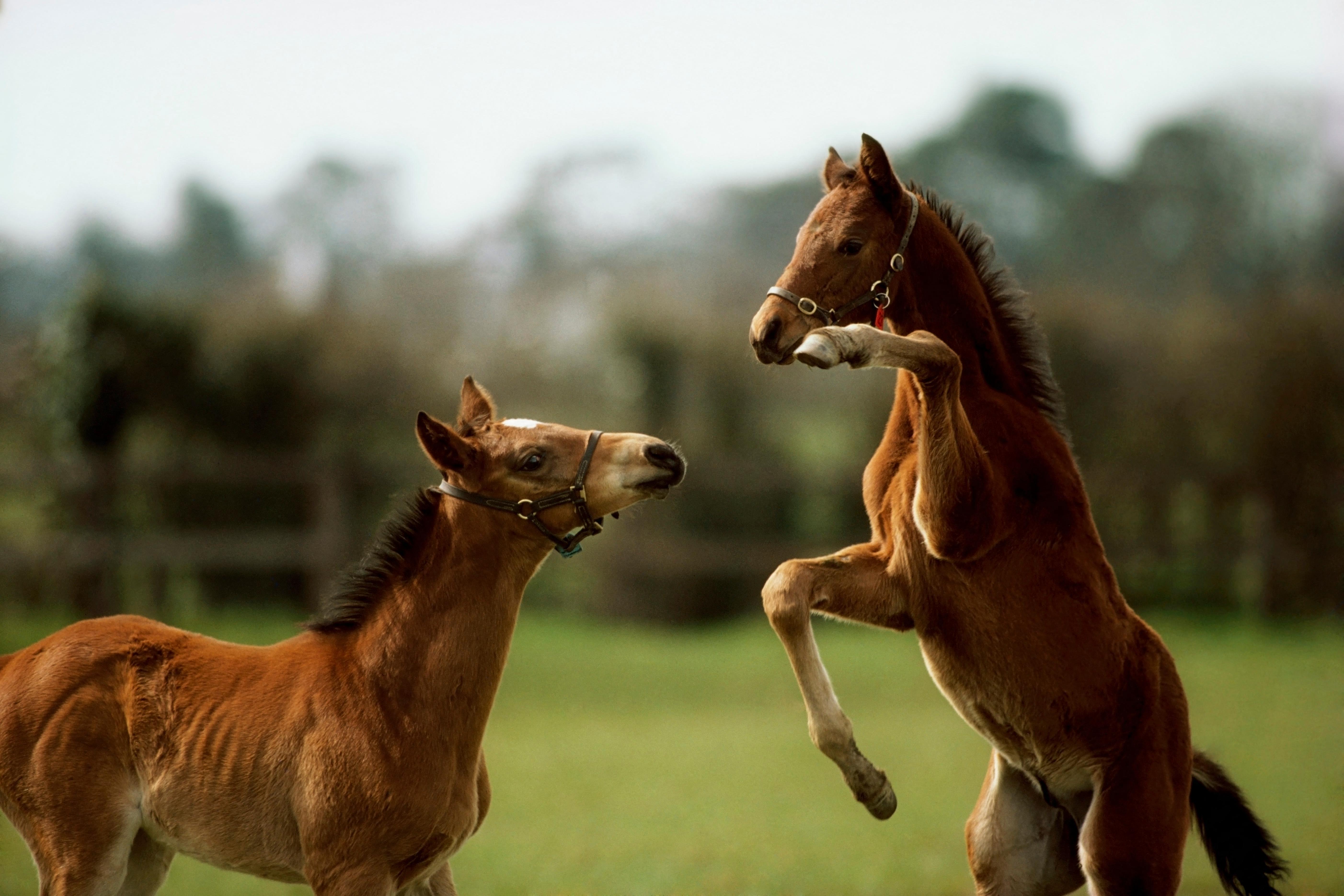 2 bay foals playing in field