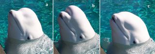 a composite image of a beluga whale above the surface with different head shapes