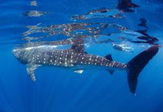 sharks-swim-die