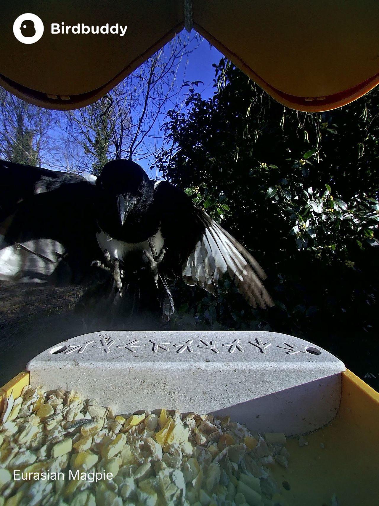 A selection of images of birds and wildlife feeding from the Bird Buddy