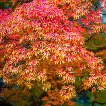 Japanese maple tree in fall