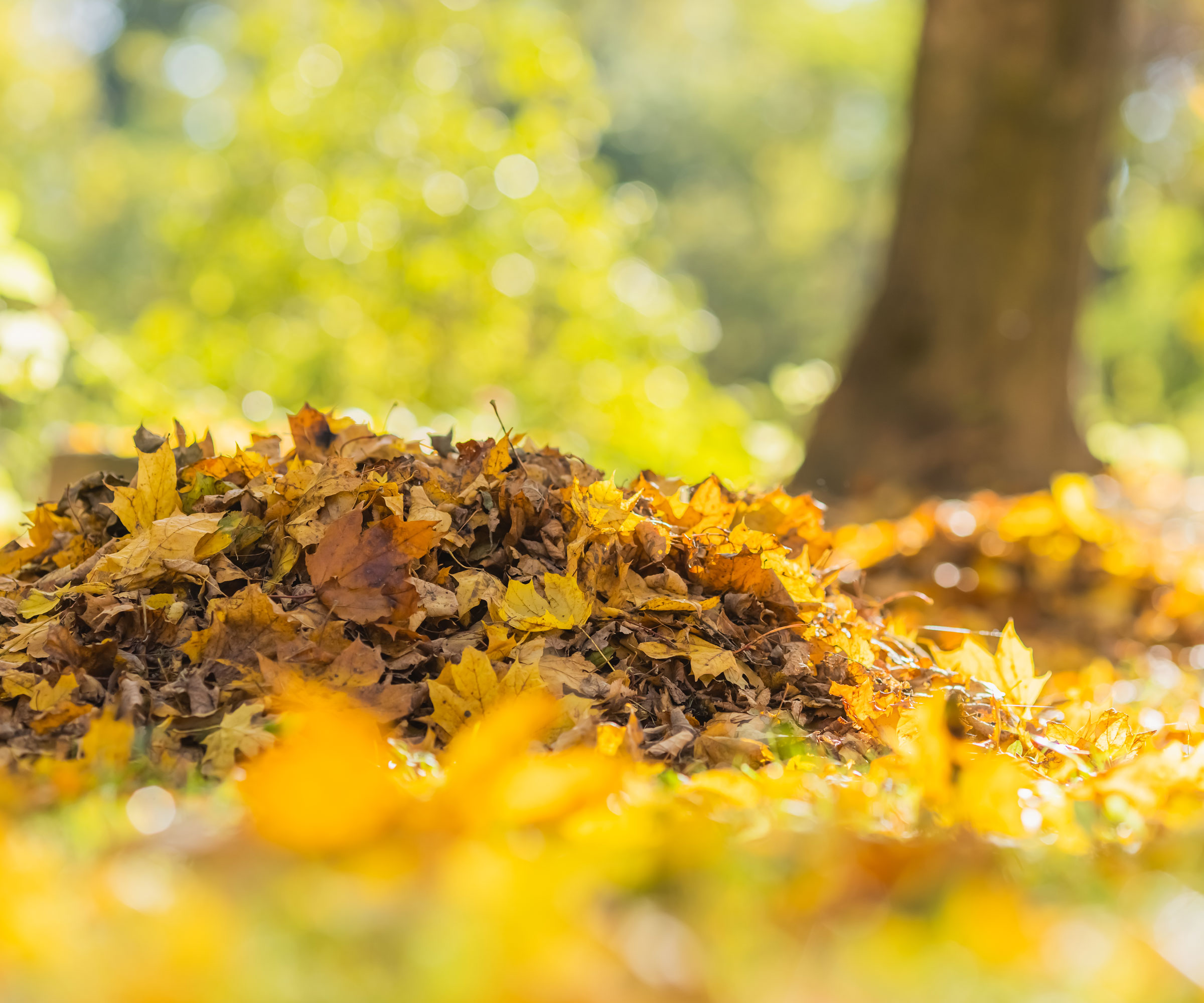 autumn leaves in a pile with a tree and shrubs in the background