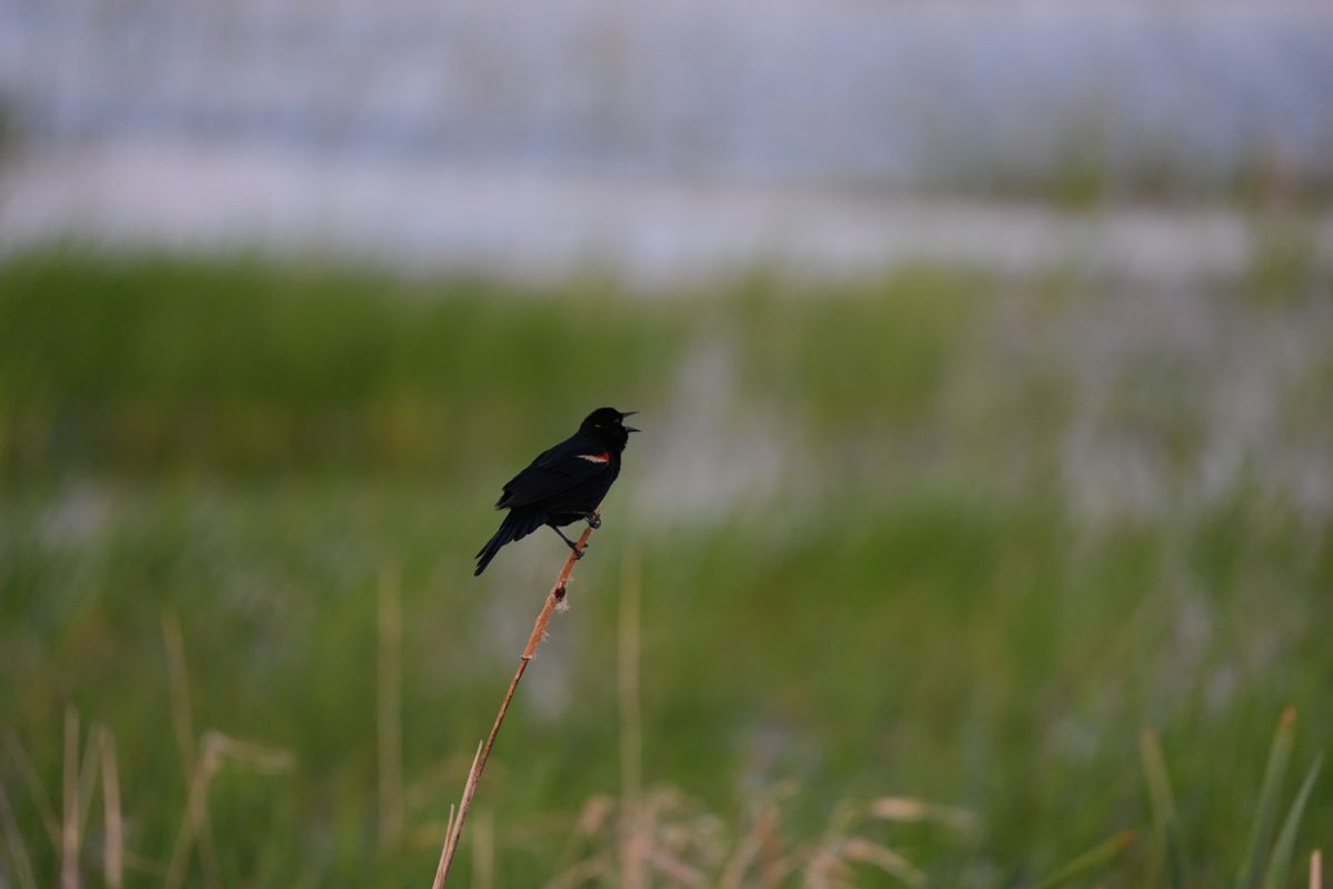 Wildlife images shot on the Sony A7R VI, unedited JPEG with slight resize to 7K pixels wide for web upload