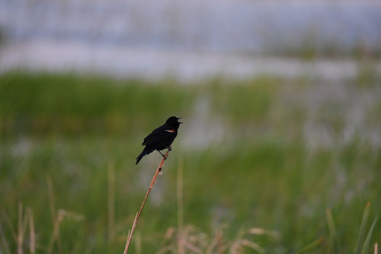 Wildlife images shot on the Sony A7R VI, unedited JPEG with slight resize to 7K pixels wide for web upload