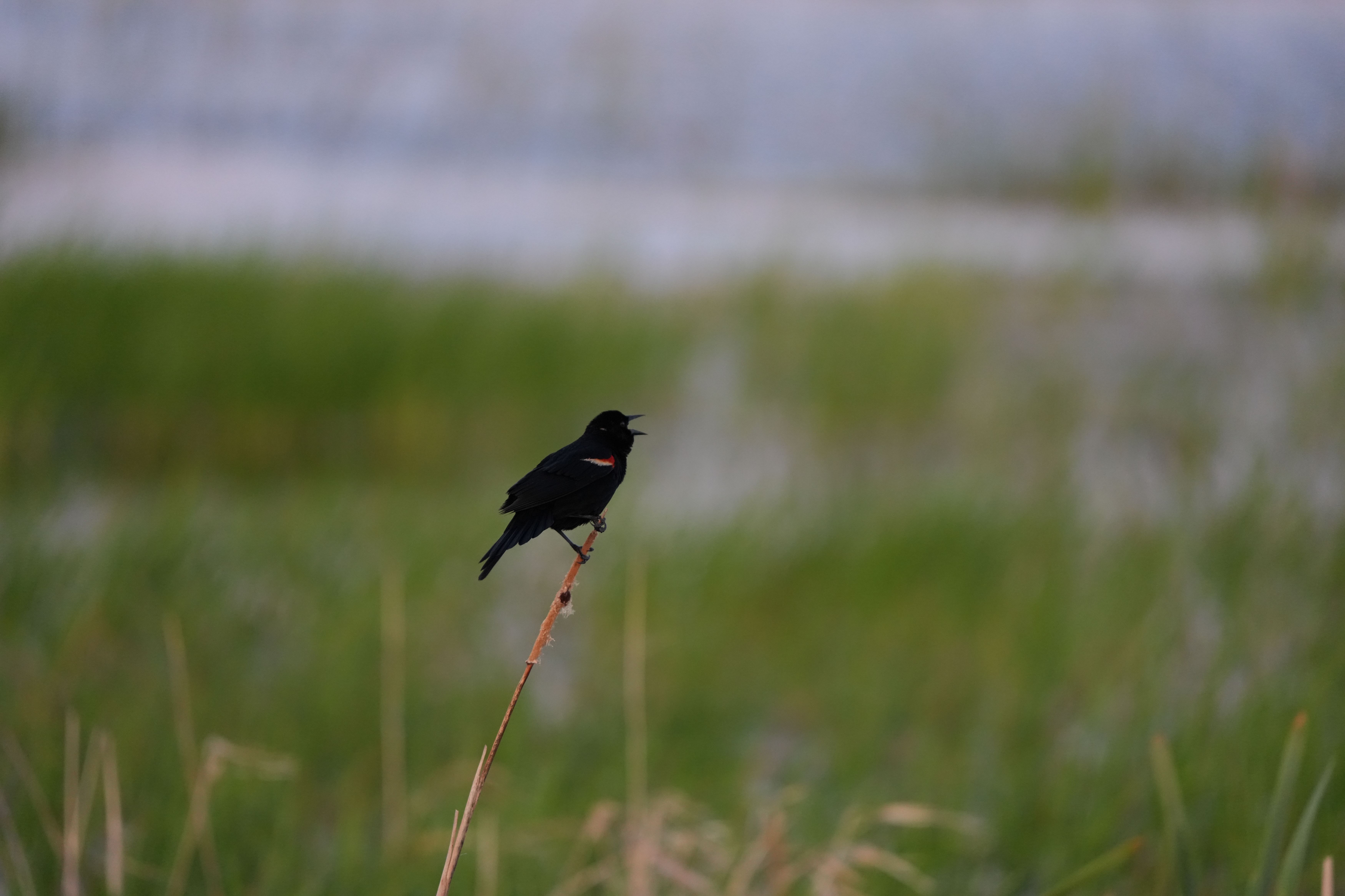 Wildlife images shot on the Sony A7R VI, unedited JPEG with slight resize to 7K pixels wide for web upload