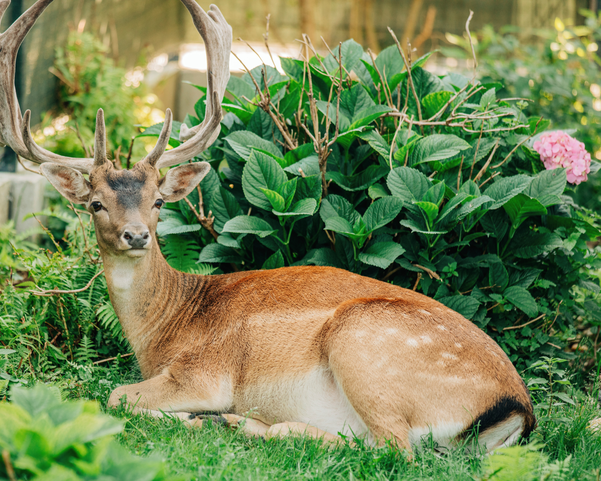 Deer with antlers laying next to a hydrangea bush