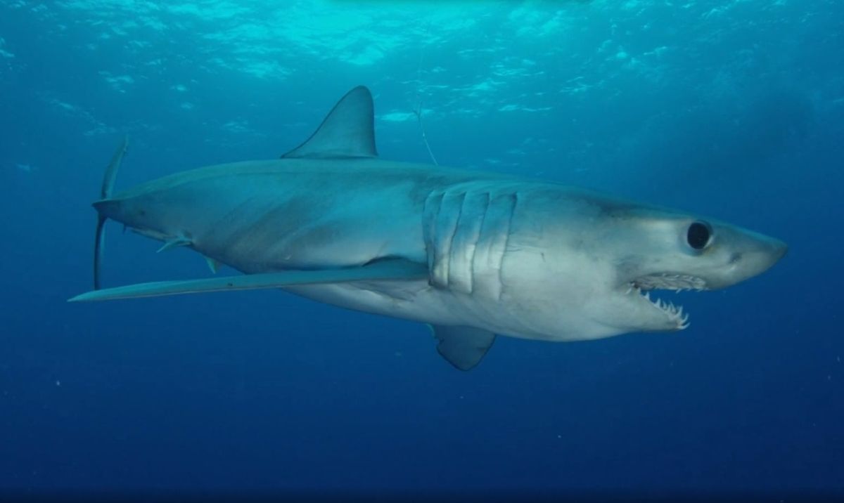 A longfin mako shark that was tagged by U.S.-Cuban scientists in February 2015.