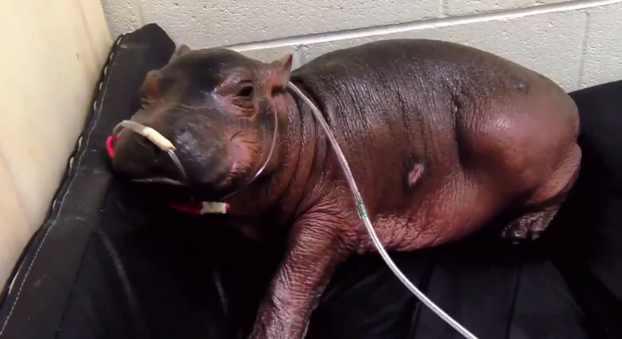 Fiona the hippo. 