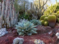 A Desert Style Garden Of Succulents And Cacti