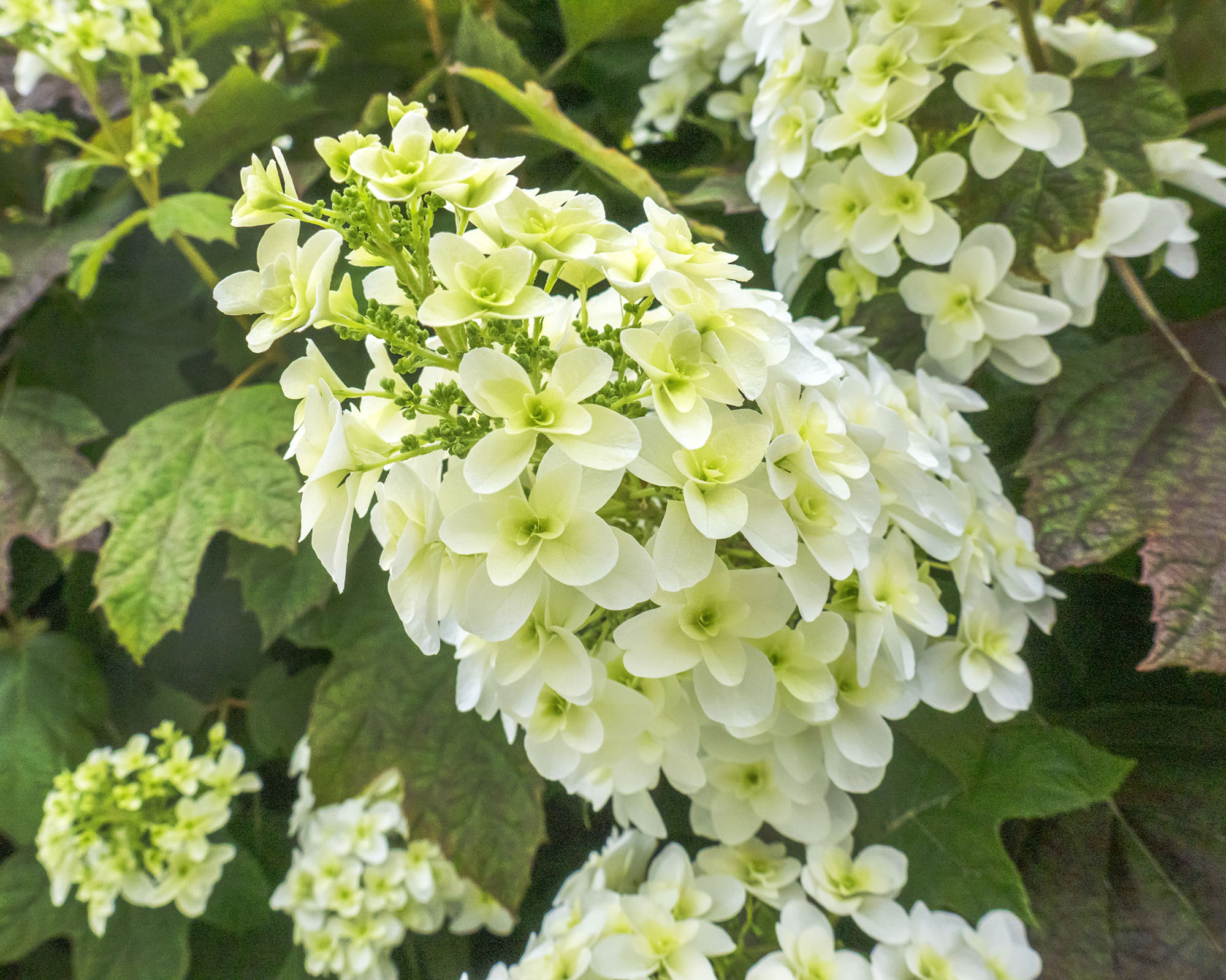 Oakleaf hydrangea flowers