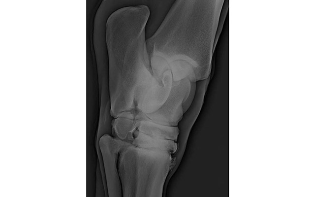 Figure 3a - arthritic hock_57078171_167879111