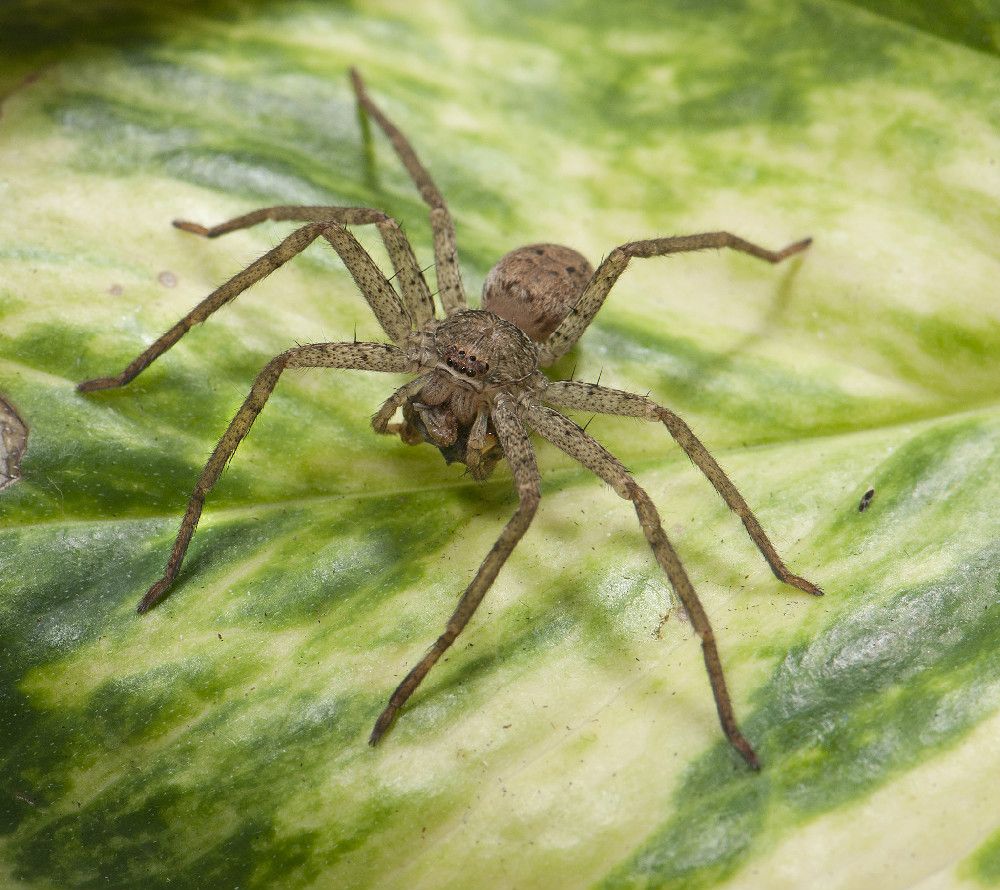 A funnel-web wolf spider, &lt;em&gt;Sosippus californicus&lt;/em&gt;. This spider spins a sheet-like web attached to a narrow tube, or funnel. Sitting at the mouth of the tube, the spider waits to strike after feeling vibrations of prey crossing the web.