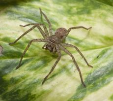A funnel-web wolf spider, <em>Sosippus californicus</em>. This spider spins a sheet-like web attached to a narrow tube, or funnel. Sitting at the mouth of the tube, the spider waits to strike after feeling vibrations of prey crossing the web.